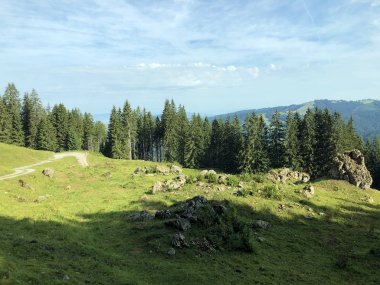 Sihlsee Gölü vadisinin yamaçlarında Evergreen veya iğne yapraklı ormanlar, Einsiedeln-Schwyz Kantonu, Isviçre