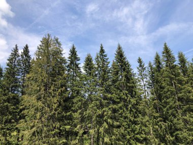 Sihlsee Gölü vadisinin yamaçlarında Evergreen veya iğne yapraklı ormanlar, Einsiedeln-Schwyz Kantonu, Isviçre