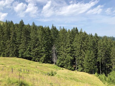 Sihlsee Gölü vadisinin yamaçlarında Evergreen veya iğne yapraklı ormanlar, Einsiedeln-Schwyz Kantonu, Isviçre