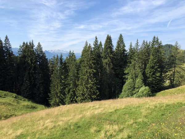 シルゼー湖の谷の混合森林 アインシエーデルン シュヴィーツ州 スイス — ストック写真