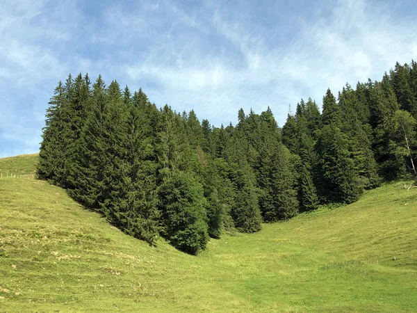Sihlsee Gölü Vadisi Nde Karışık Ormanlar Einsiedeln Schwyz Kantonu Isviçre — Stok fotoğraf