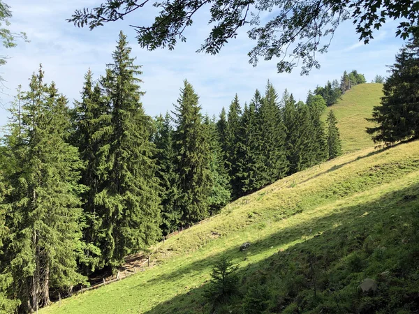 Forêts Mixtes Dans Vallée Lac Sihlsee Einsiedeln Canton Schwyz Suisse — Photo