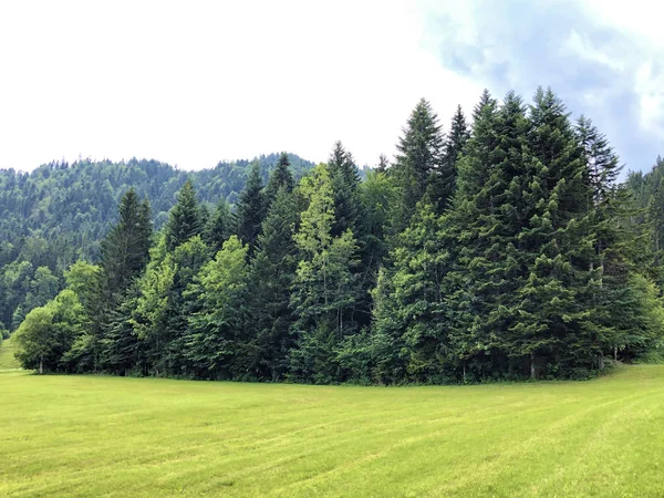 Foreste Miste Nella Valle Del Lago Sihlsee Einsiedeln Canton Svitto — Foto Stock