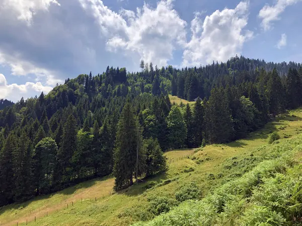 シルゼー湖の谷の混合森林 アインシエーデルン シュヴィーツ州 スイス — ストック写真