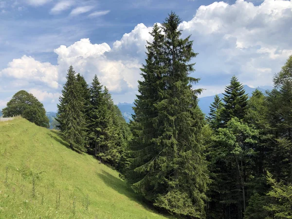 Sihlsee Gölü Vadisi 'nde karışık ormanlar, Einsiedeln-Schwyz Kantonu, Isviçre