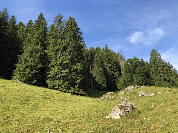 Boschi Sempreverdi Conifere Sulle Pendici Della Valle Del Lago Sihlsee — Foto Stock