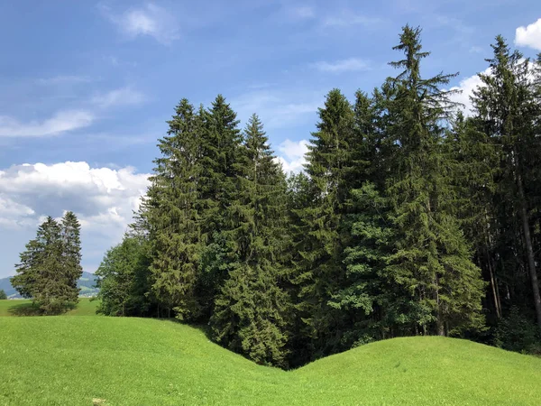 Immergrüne Nadelwälder Den Hängen Des Sihlseetals Einsiedeln Kanton Schwyz Schweiz — Stockfoto
