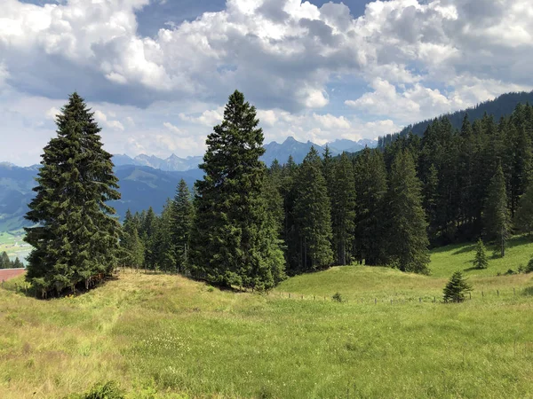 Sihlsee Gölü vadisinin yamaçlarında Evergreen veya iğne yapraklı ormanlar, Einsiedeln-Schwyz Kantonu, Isviçre