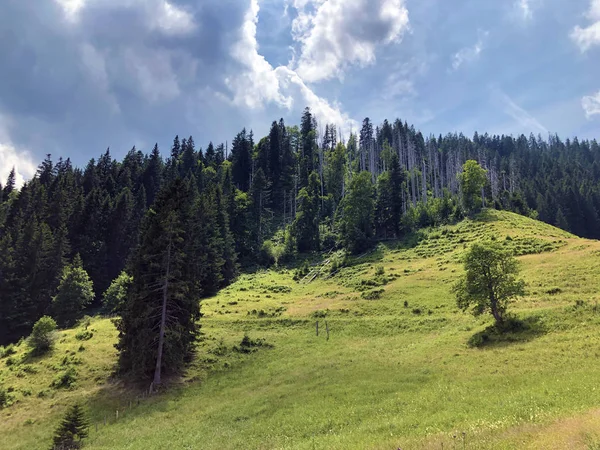 Lasy Wiecznie Zielone Lub Iglaste Zboczach Doliny Jeziora Sihlsee Einsiedeln — Zdjęcie stockowe