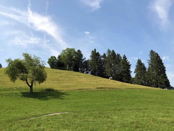 Alpejskie Pastwiska Łąki Dolinie Sihltal Nad Jeziorem Sztuczna Sihlsee Einsiedeln — Zdjęcie stockowe