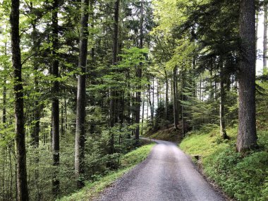 Sihl Vadisi ve Sihlsee göl bölgesinde yürüyüş ve yürüyüş parkurları, Einsiedeln-Schwyz Kantonu, Isviçre
