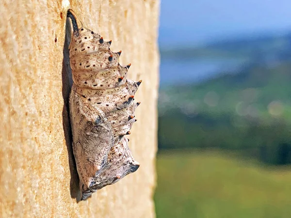瑞士施维茨州 瑞士施维茨州 维尔泽尔湖山谷中每日蝴蝶的Chrysalis或Pupa — 图库照片