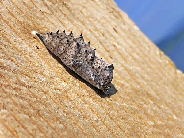 Sihlsee Gölü Vadisi Ndeki Günlük Kelebeğin Chrysalis Veya Pupa Willerzell — Stok fotoğraf