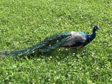 Bir yonca ile bir çayır üzerinde muhteşem bir tavuskuşu, Gross-Canton of Schwyz, Isviçre