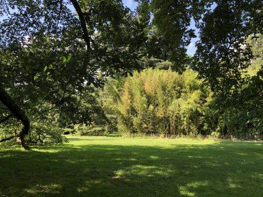 Arboretum (Tree Collection veya Baumsammlung), (Konstanz Gölü veya Die Blumeninsel im Bodensee üzerinde çiçek Adası Mainau)-Constance, Almanya veya Konstanz, Deutschland