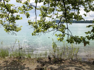Konstanz Gölü (Konstanz Gölü veya Die Blumeninsel im Bodensee) Mainau Adası (Flower Island Mainau)-Constance, Almanya veya Konstanz, Deutschland