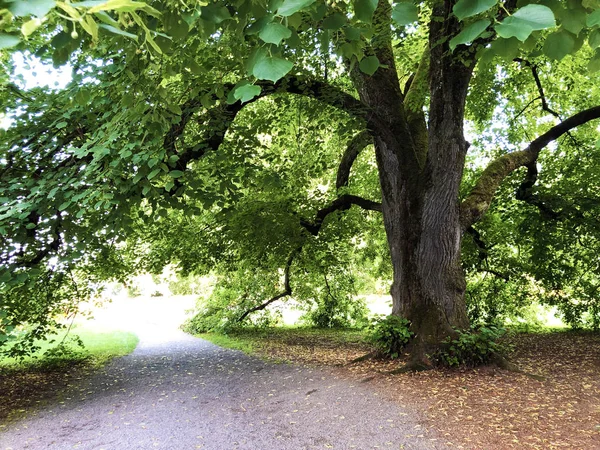 Park Trees Island Flowers Flower Island Mainau Lake Constance Die — Stock Photo, Image