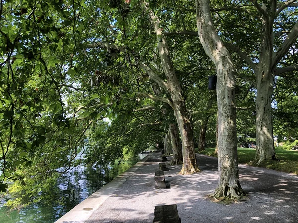 Planes or plane trees avenue near the lake (Flower Island Mainau on the Lake Constance or Die Blumeninsel im Bodensee) - Constance, Germany or Konstanz, Deutschland