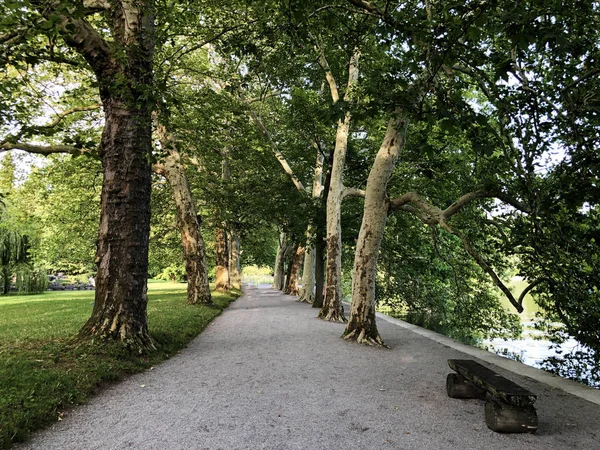 Planes or plane trees avenue near the lake (Flower Island Mainau on the Lake Constance or Die Blumeninsel im Bodensee) - Constance, Germany or Konstanz, Deutschland