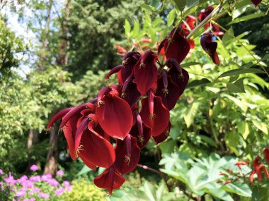 Cockspur mercan ağacı, Erythrina crista-galli veya Der Korallenstrauch (Constance Gölü'ndeki Çiçek Adası Mainau) - Constance, Almanya