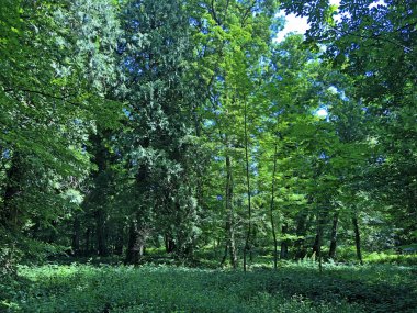 Draskovic kale parkı veya Park oko dvorca Blahimir ili Perivoj Dvorca Draskovic - Bozjakovina, Hırvatistan veya Bozjakovina, Hrvatska
