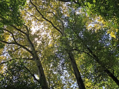 Draskovic kale parkı veya Park oko dvorca Blahimir ili Perivoj Dvorca Draskovic - Bozjakovina, Hırvatistan veya Bozjakovina, Hrvatska