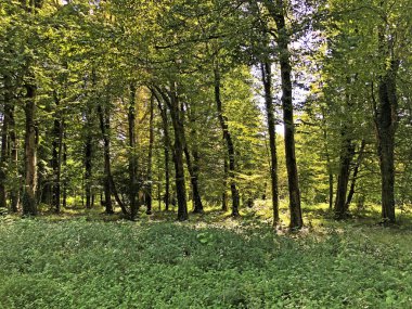 Draskovic kale parkı veya Park oko dvorca Blahimir ili Perivoj Dvorca Draskovic - Bozjakovina, Hırvatistan veya Bozjakovina, Hrvatska