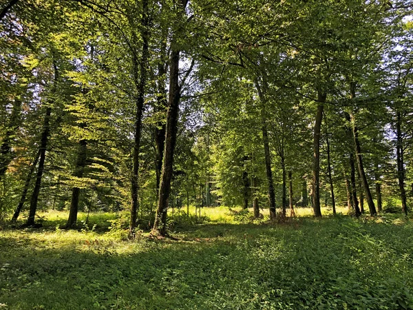 Draskovice Zámecký Park Nebo Park Oko Dvorca Blahimir Ili Perivoj — Stock fotografie