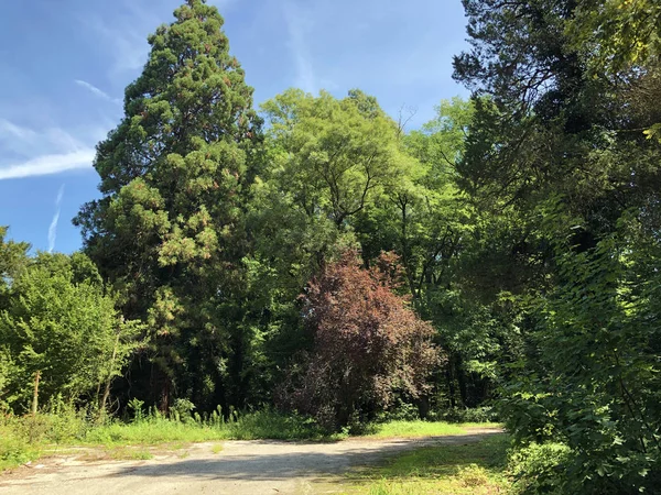 Draskovic kale parkı veya Park oko dvorca Blahimir ili Perivoj Dvorca Draskovic - Bozjakovina, Hırvatistan veya Bozjakovina, Hrvatska