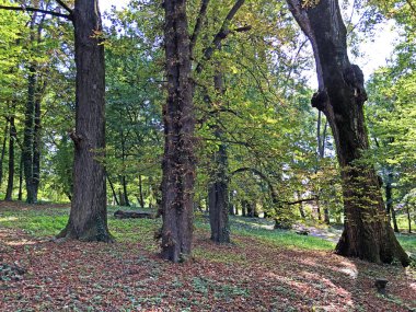 Pejacevic Kalesi veya Perivoj dvorca Pejacevic ili Nasicki gradski park Parkı - Nasice, Hırvatistan