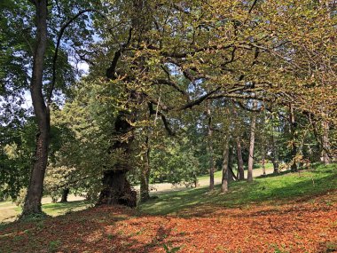 Pejacevic Kalesi veya Perivoj dvorca Pejacevic ili Nasicki gradski park Parkı - Nasice, Hırvatistan