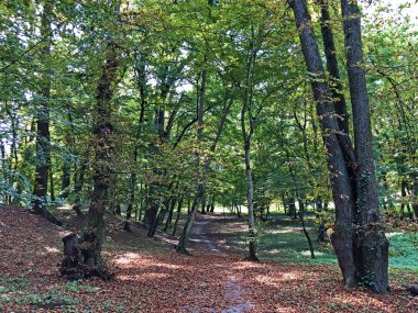 Pejacevic Kalesi veya Perivoj dvorca Pejacevic ili Nasicki gradski park Parkı - Nasice, Hırvatistan