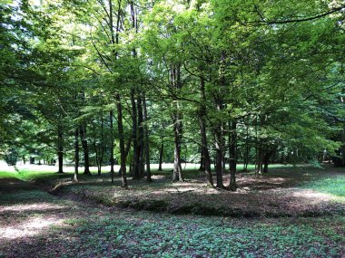 Pejacevic Kalesi veya Perivoj dvorca Pejacevic ili Nasicki gradski park Parkı - Nasice, Hırvatistan