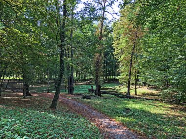 Pejacevic Kalesi veya Perivoj dvorca Pejacevic ili Nasicki gradski park Parkı - Nasice, Hırvatistan