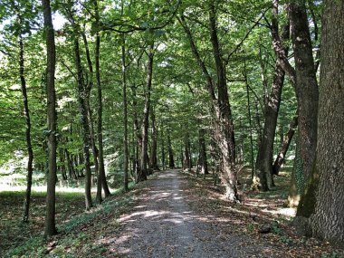 Pejacevic Kalesi veya Perivoj dvorca Pejacevic ili Nasicki gradski park Parkı - Nasice, Hırvatistan