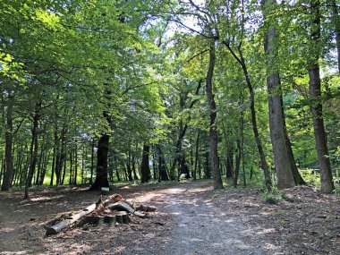 Pejacevic Kalesi veya Perivoj dvorca Pejacevic ili Nasicki gradski park Parkı - Nasice, Hırvatistan