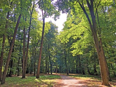 Pejacevic Kalesi veya Perivoj dvorca Pejacevic ili Nasicki gradski park Parkı - Nasice, Hırvatistan