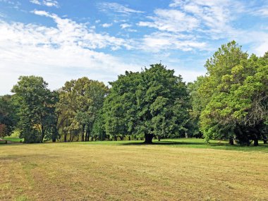 Pejacevic Kalesi veya Perivoj dvorca Pejacevic ili Nasicki gradski park Parkı - Nasice, Hırvatistan
