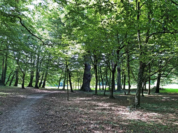 Pejacevic Kalesi veya Perivoj dvorca Pejacevic ili Nasicki gradski park Parkı - Nasice, Hırvatistan