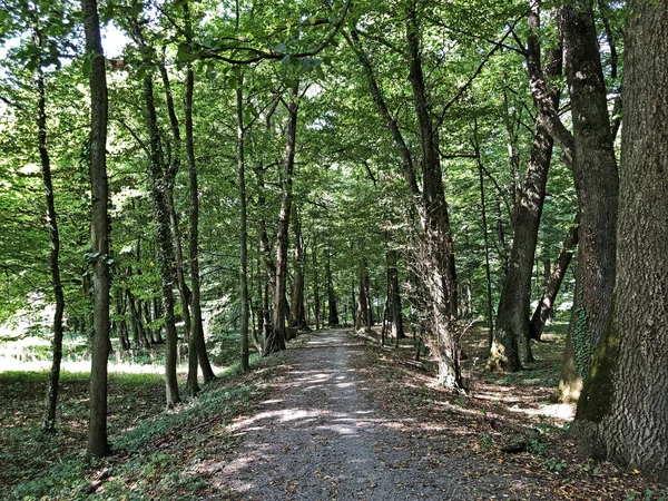 Pejacevic Kalesi veya Perivoj dvorca Pejacevic ili Nasicki gradski park Parkı - Nasice, Hırvatistan