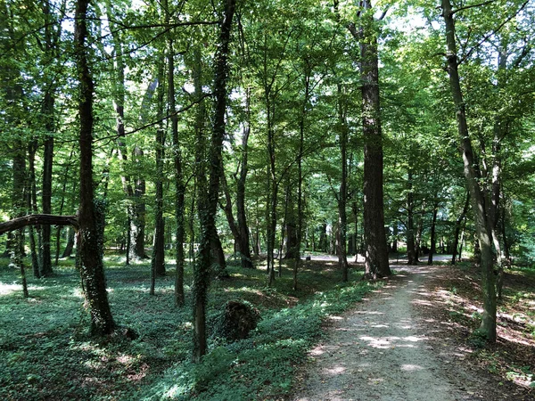 Pejacevic Kalesi veya Perivoj dvorca Pejacevic ili Nasicki gradski park Parkı - Nasice, Hırvatistan