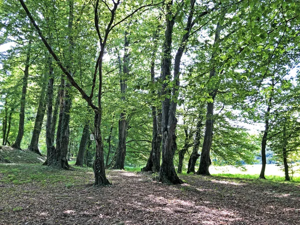 Pejacevic Kalesi veya Perivoj dvorca Pejacevic ili Nasicki gradski park Parkı - Nasice, Hırvatistan