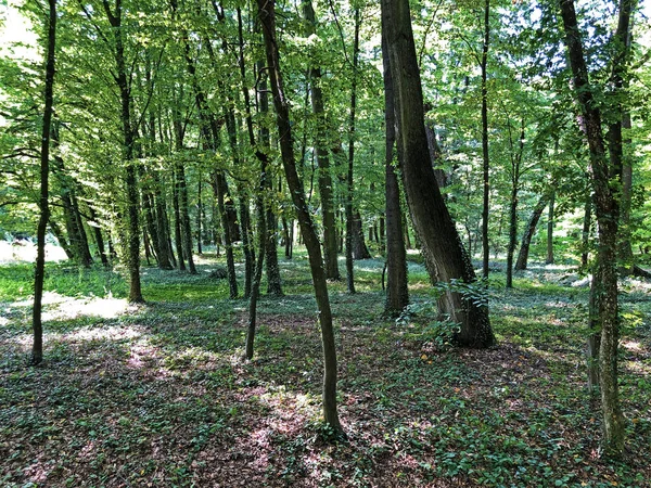 Pejacevský Hrad Nebo Perivoj Dvorca Pejacevic Ili Nasicki Gradski Park — Stock fotografie