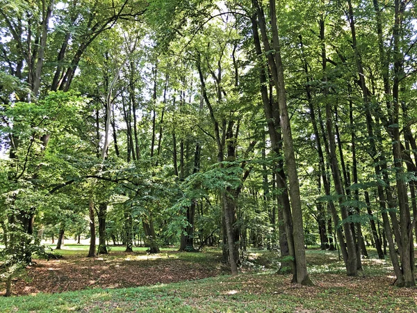 Parque Del Castillo Pejacevic Perivoj Dvorca Parque Pejacevic Ili Nasicki — Foto de Stock