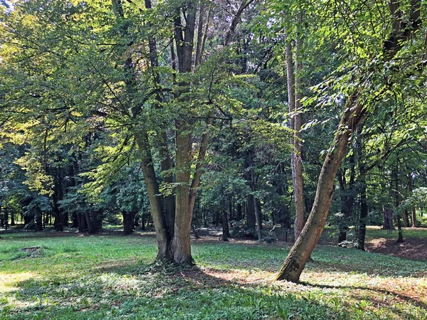 Parque Del Castillo Pejacevic Perivoj Dvorca Parque Pejacevic Ili Nasicki — Foto de Stock