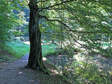 Sayar iz veya Poucna Grofova staza - Papuk doğa parkı, Hırvatistan