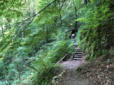 Sayar iz veya Poucna Grofova staza - Papuk doğa parkı, Hırvatistan