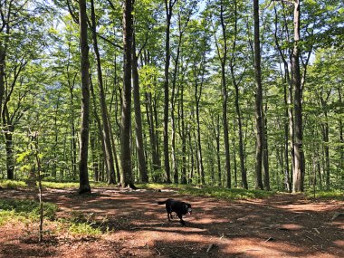 Sayar iz veya Poucna Grofova staza - Papuk doğa parkı, Hırvatistan