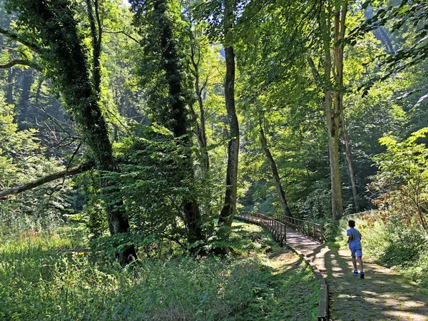 Szlak Liczy Lub Poucna Grofova Staza Papuk Nature Park Chorwacja — Zdjęcie stockowe