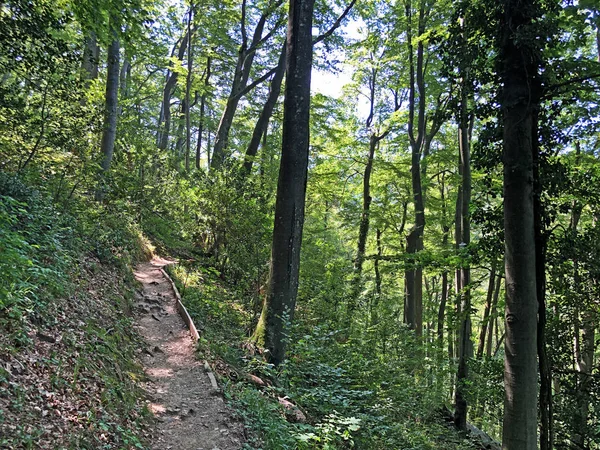 Spočítá Stezku Nebo Poucna Grofova Staza Papuk Přírodní Park Chorvatsko — Stock fotografie